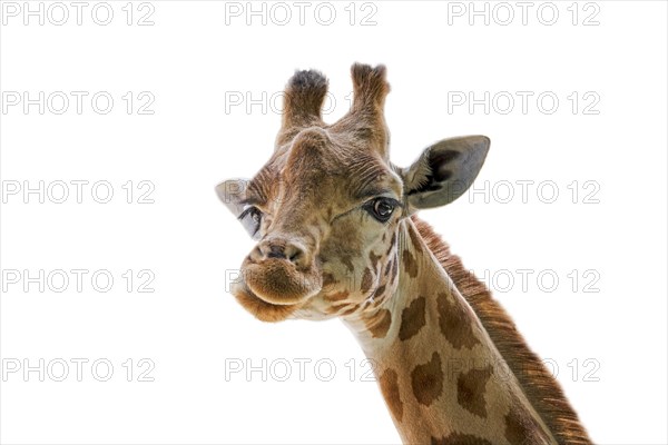 Kordofan giraffe