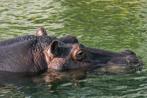 Submerged common hippopotamus