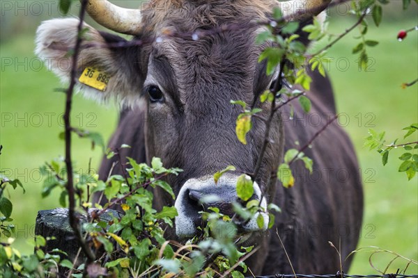 Brown cow in a meadow