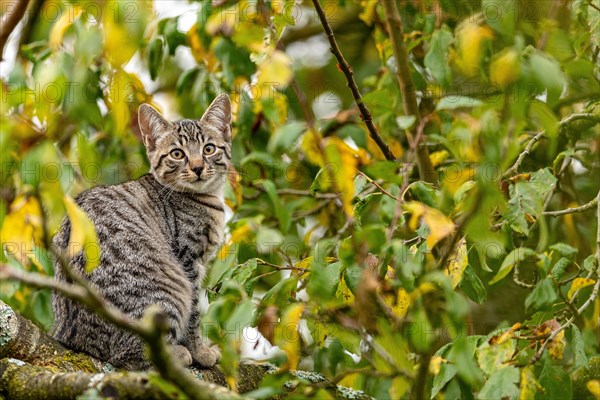 European domestic cat