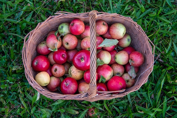 Woven basket with apples