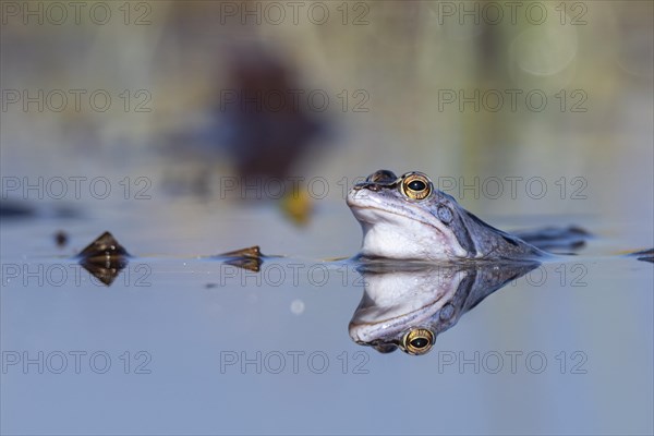 Blue moor frog