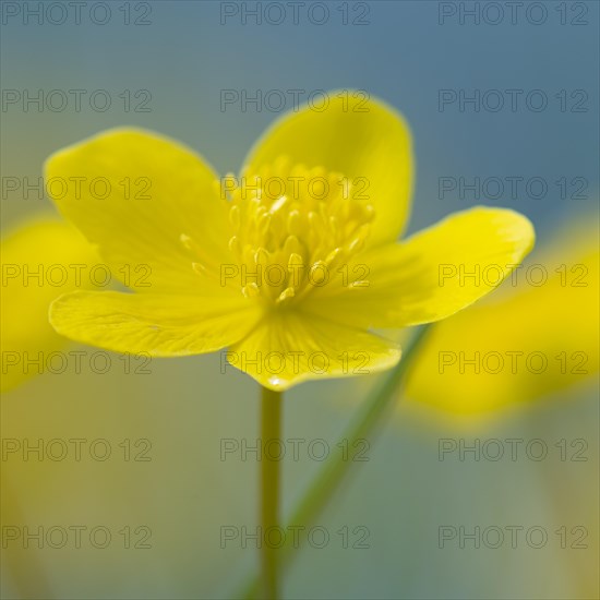 Marsh marigold