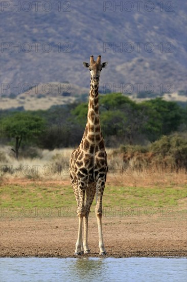 Southern giraffe