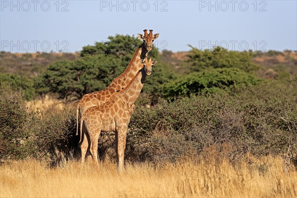 Southern giraffe