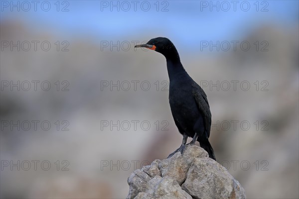 Cape Cormorant