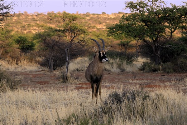 Roan antelope