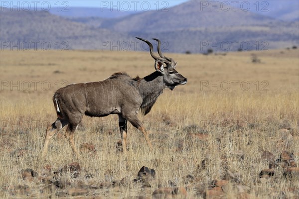 Zambezi greater kudu