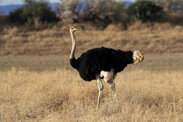 South African ostrich