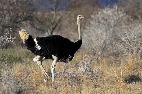 South African ostrich