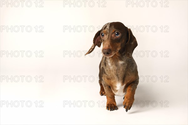 Miniature rabbit dachshund