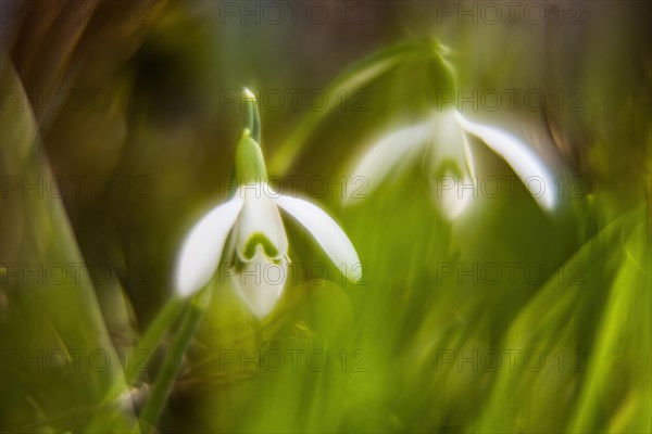 Common snowdrop