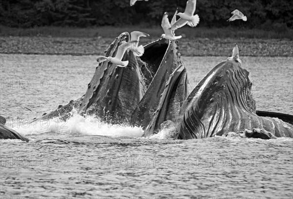 Humpback whales with mouths wide open