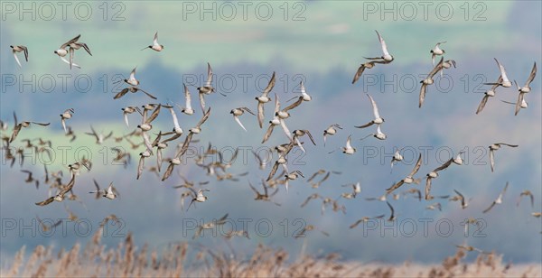 Grey Plover