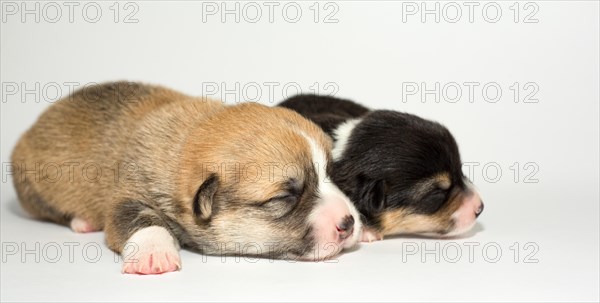 Ten days old puppies of the Welsh Corgi Pembroke