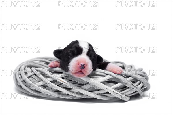 Ten days old excellent puppies of the Welsh Corgi Pembroke