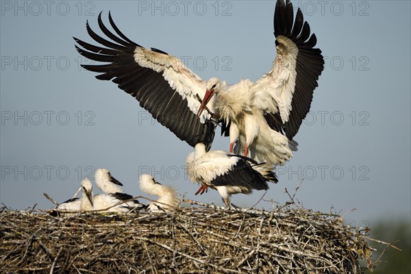 White Stork