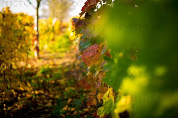 Beautiful vine bushes lit by the autumn sun. Czech republic