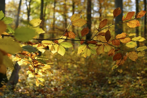 Colourful leaves of a copper beech