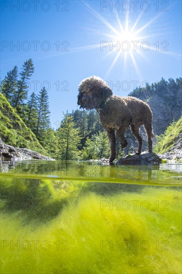 Lagotto Romagnolo outdoor