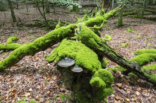 Dead copper beech