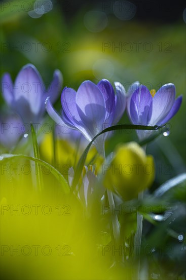 Purple spring crocus