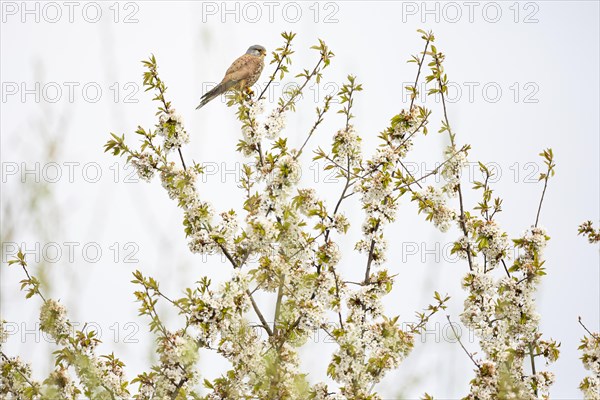 Common kestrel