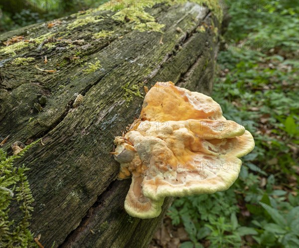 Sulphur polypore