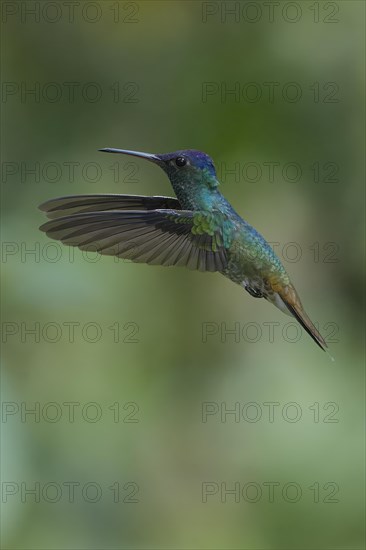 Golden-tailed Sapphire