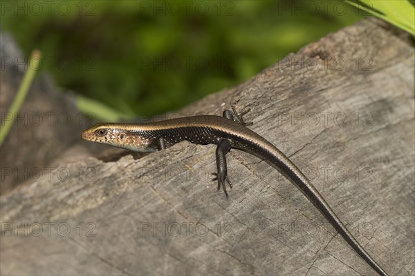 Multi-striped mabuye