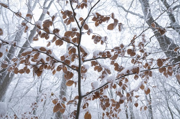 Leaves of copper beech