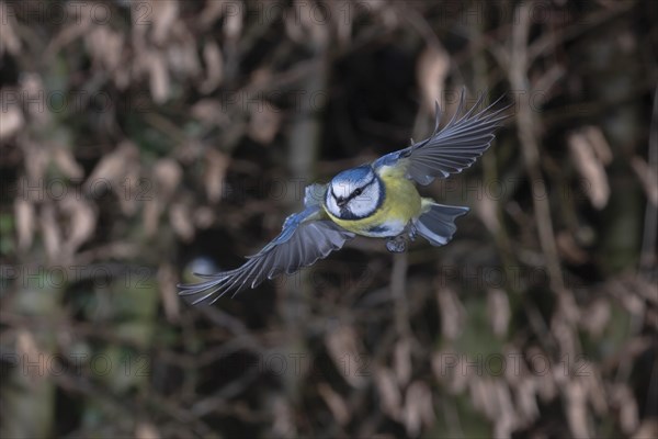 Blue tit