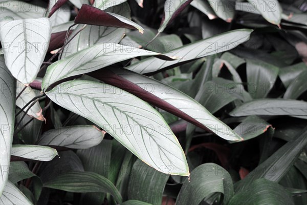 Exotic Ctenanthe Setosa Grey Star plant leaves with silver hue and dark leaf veins