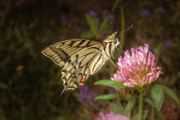 Swallowtail