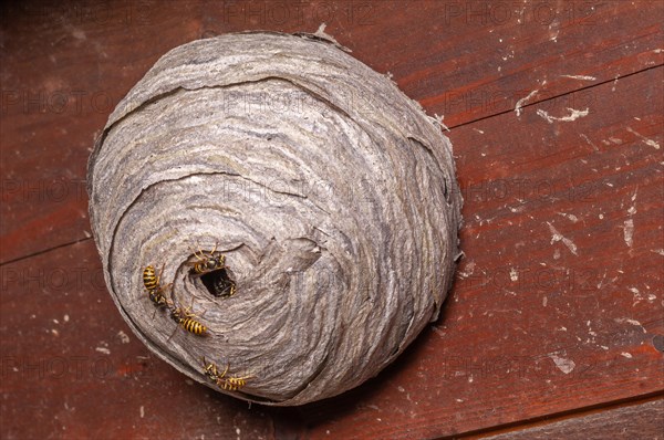 Wasp nest over the front door of a house. Alsace