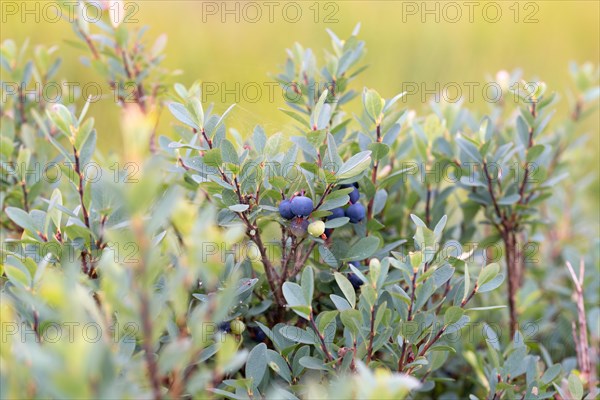 Bog bilberry