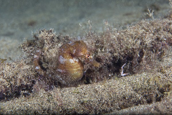 Short-snouted seahorse