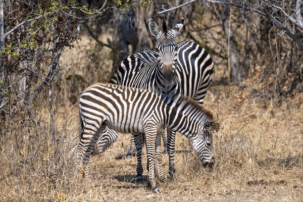 Plains Zebra of the subspecies crawshay's zebra