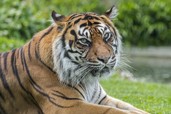 Sumatran tiger