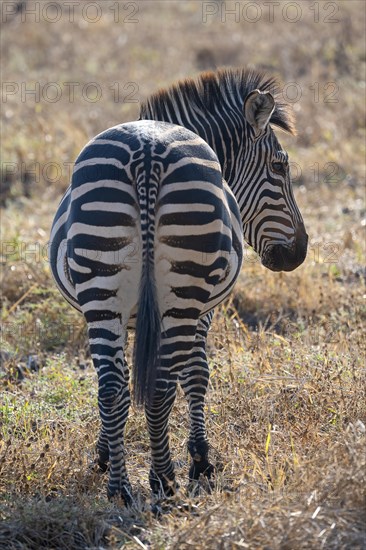 Plains Zebra of the subspecies crawshay's zebra