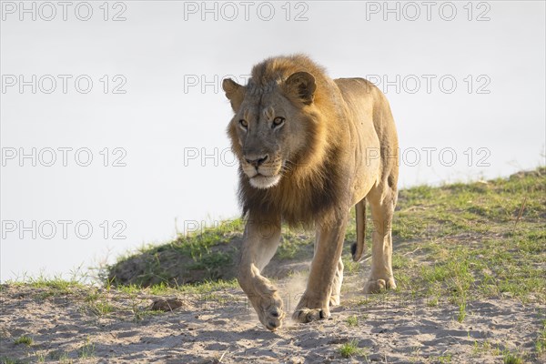 African lion