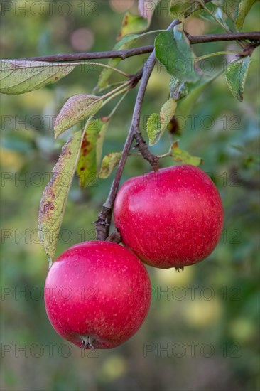 Harvest-ripe red apples