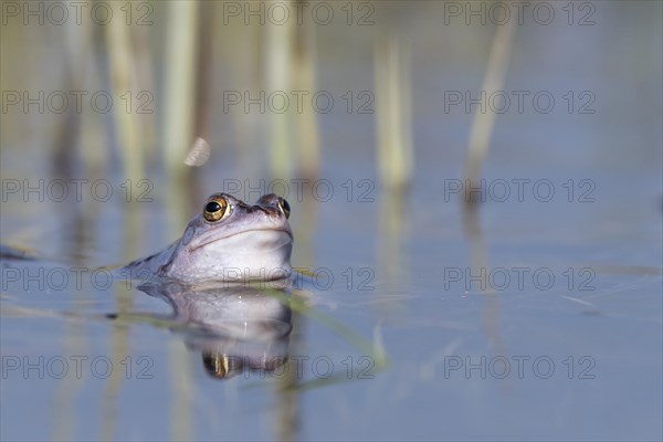 Blue moor frog