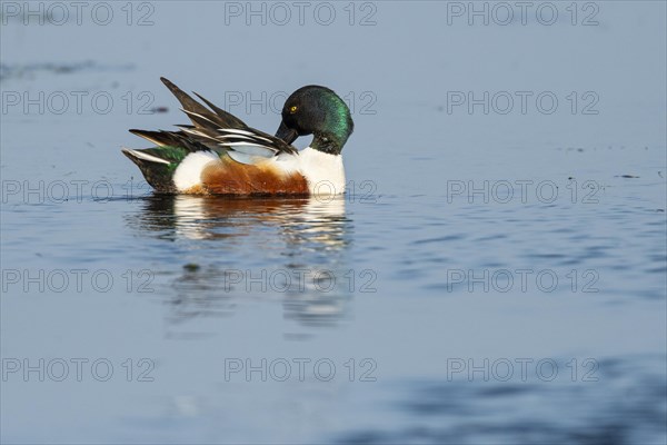 Northern shoveler