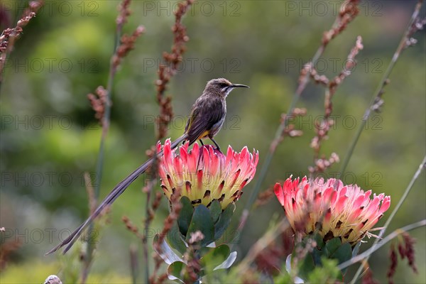 Cape sugarbird