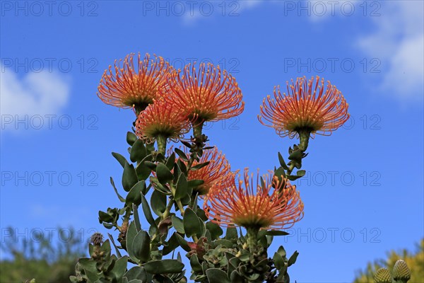 Pincushion Protea