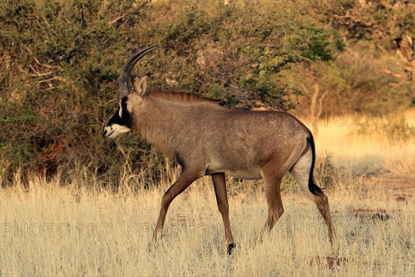 Roan antelope