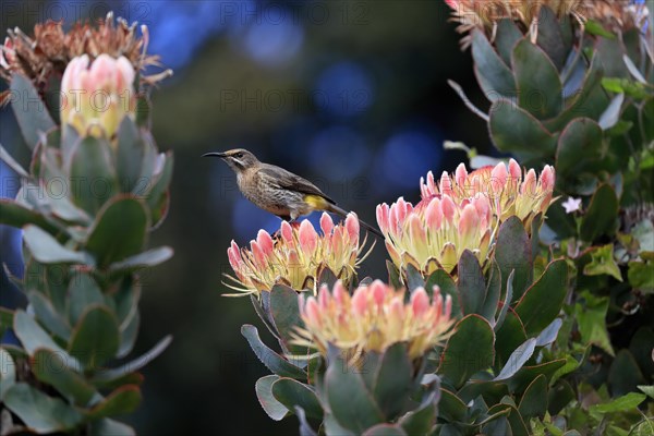 Protea aristata