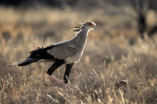 Secretary bird