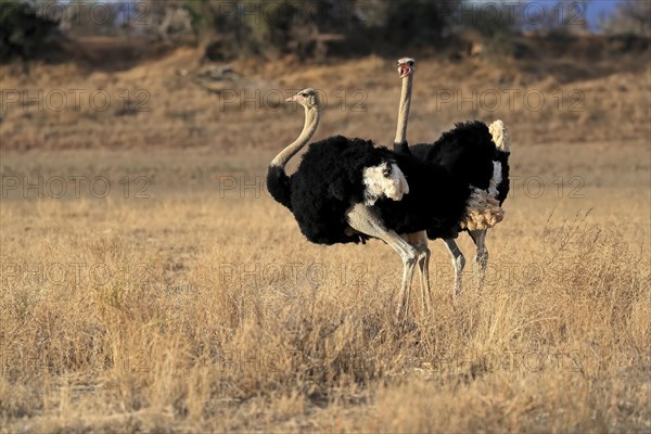 South African ostrich